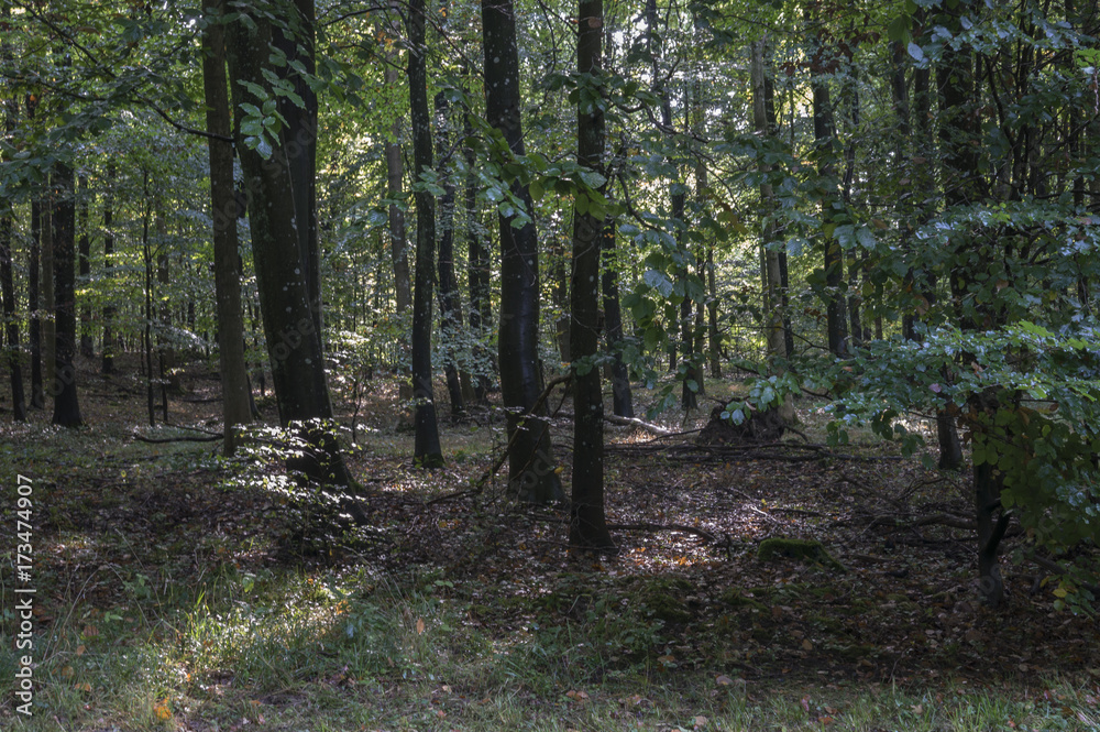 Obraz premium Autumn in Skåne