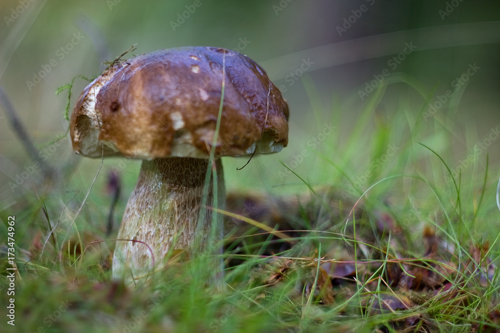 Fototapeta premium Eat delicious sponge boletus reticulatus