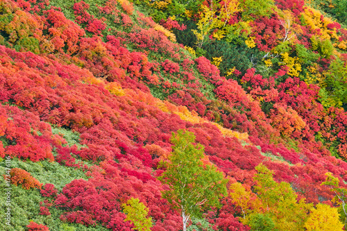 銀泉台 赤岳登山道から見る紅葉
