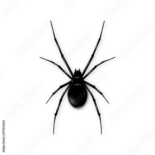 Black spider isolated on white background. Realistic vector illustration of black spider.