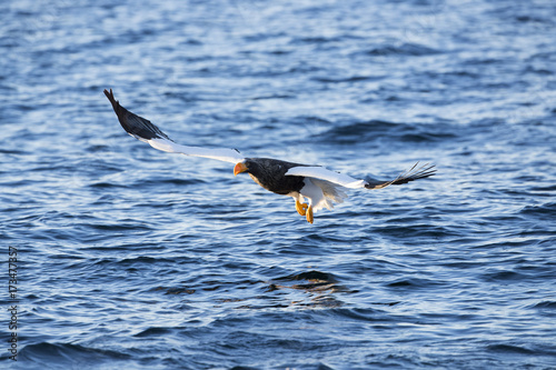 Riesenseeadler beim Fischfang photo