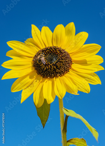 closeup of a sunflower in blow