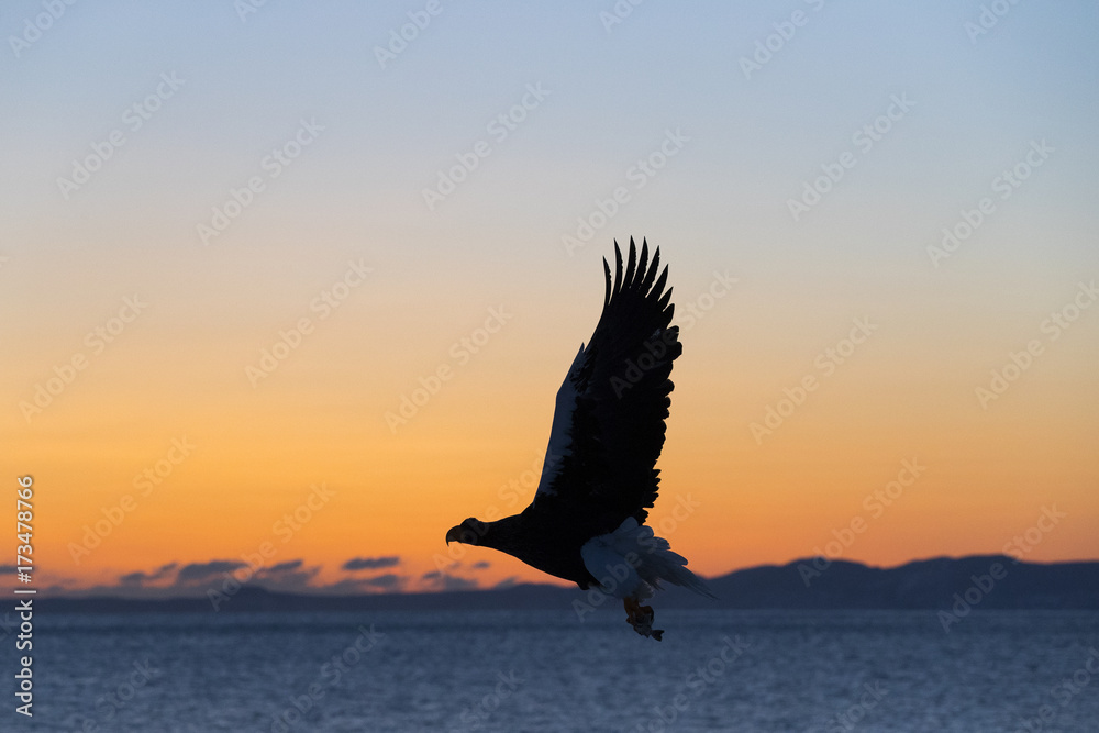 Fototapeta premium Riesenseeadler fliegt im Sonnenaufgang auf