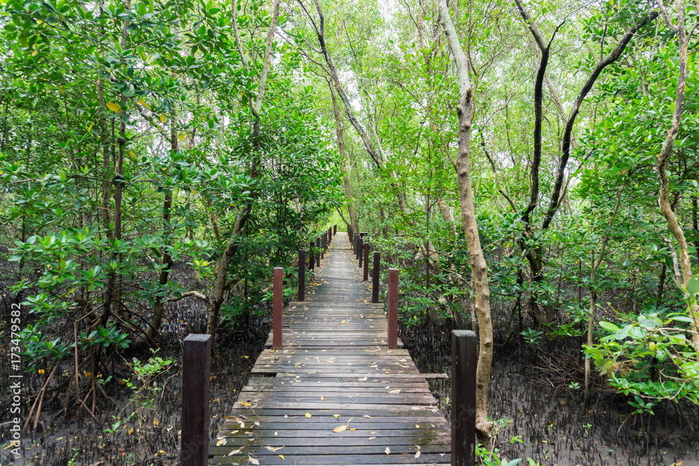 Obraz premium Tung Prong Thong Golden Mangrove Field, natural areas in Rayong of Thailand.