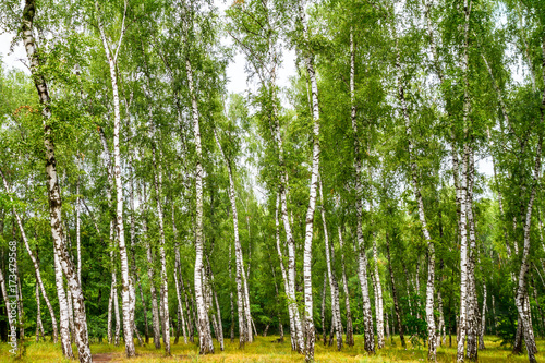 Birch grove on a sunny summer day  summertime landscape