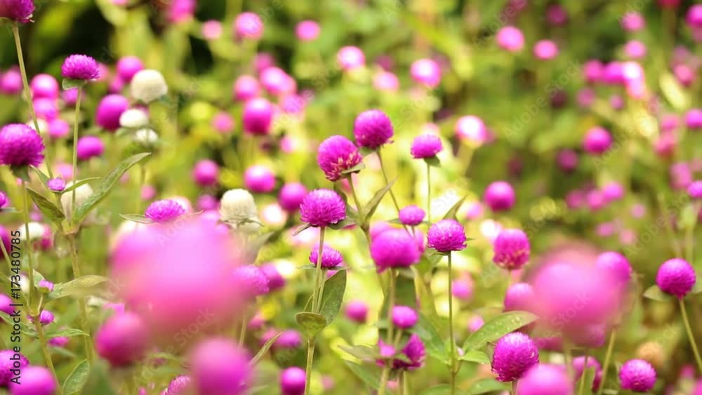 Gardening flowers that are blooming beautifully, slider dolly movement Gardening flowers that are blooming beautifully, slider dolly movement
