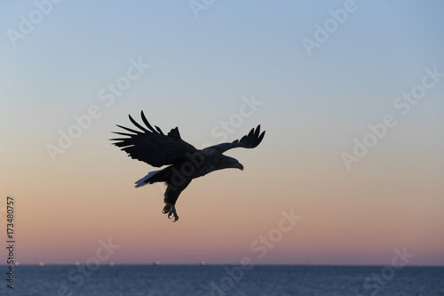Riesenseeadler fliegt im Sonnenaufgang auf