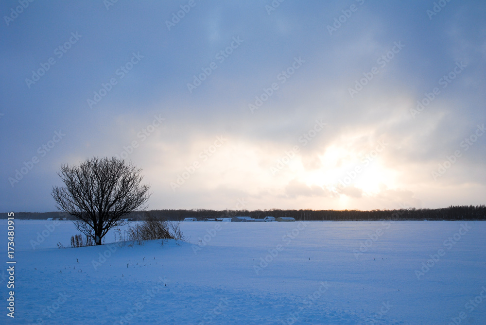 冬の北海道　道東の雪に覆われた畑
