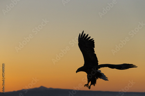 Riesenseeadler fliegt im Sonnenaufgang © aussieanouk
