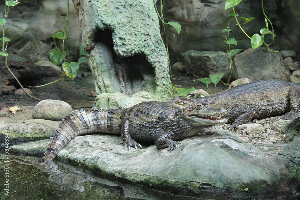 crocodile crocodile