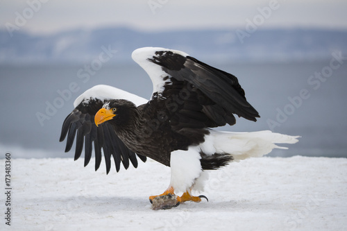 Riesenseeadler beim Fressen von Fisch