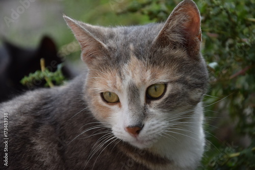 Домашние животные (Кошки)