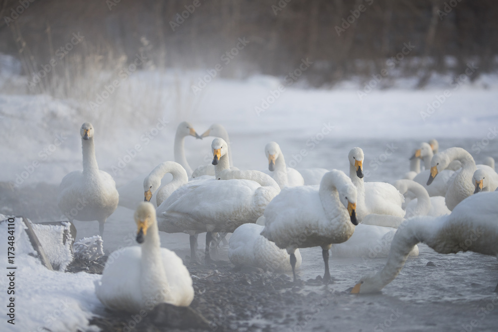 Singschwaene an einer Thermalquelle