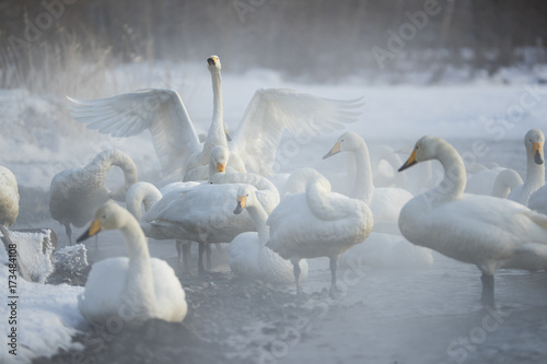 Fototapeta Naklejka Na Ścianę i Meble -  Singschwan schlaegt mit den Fluegeln