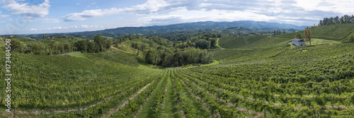 Wallpaper Mural Vineyard on the vine route in south Styria in Austria Torontodigital.ca