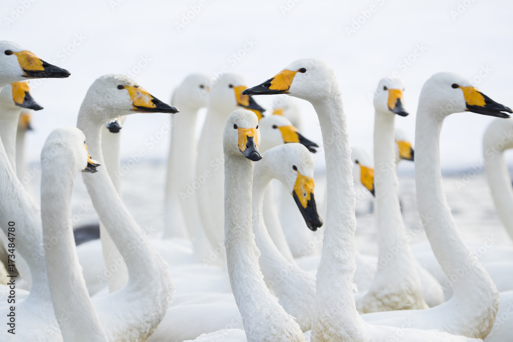 Obraz premium Singschwaene an einer Thermalquelle