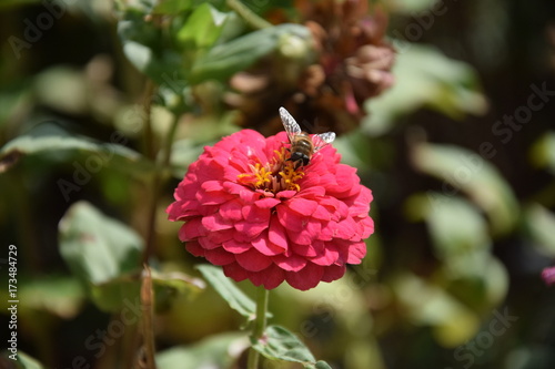 Природа (Цветы)