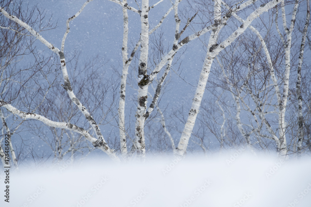 Schneetreiben an den Ufern des Sees Schneetreiben an den Ufern des Sees
