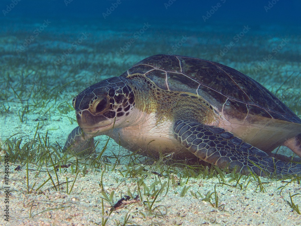 Obraz premium OLYMPUS DIGITAL CAMERA