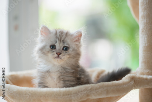 Fototapeta Naklejka Na Ścianę i Meble -  Kitten in home