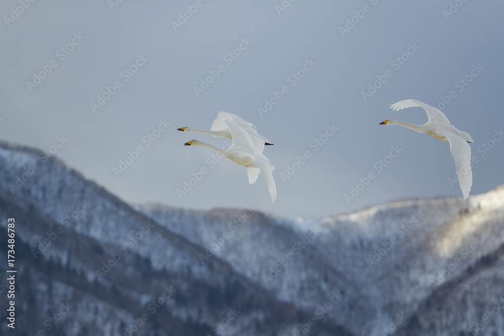 Singschwaene beim Flug