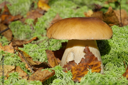 White mushroom or boletus (lat. Boletus edulis)
