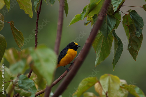 Cute yellow and black small bird perched on a branch against blurred green background. Male purple-throated euphonia (Euphonia chlorotica). photo