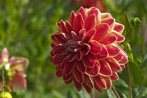 Fototapeta Naklejka Na Ścianę i Meble -  Dahlien (Dahlia)