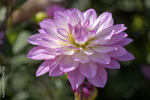 Fototapeta Naklejka Na Ścianę i Meble -  Dahlie (Dahlia)