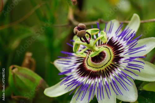 Passionsblume mit herbstlichen Blättern im Hintergrund