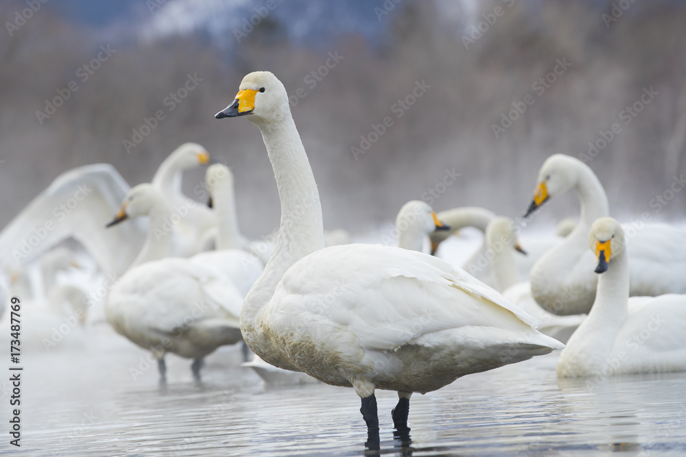 Fototapeta premium Singschwaene an einer Thermalquelle