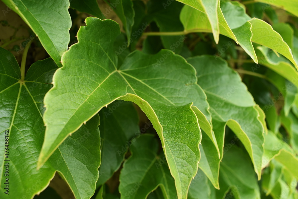 Green Ivy Leaves Close-up Green Ivy Leaves Close-up