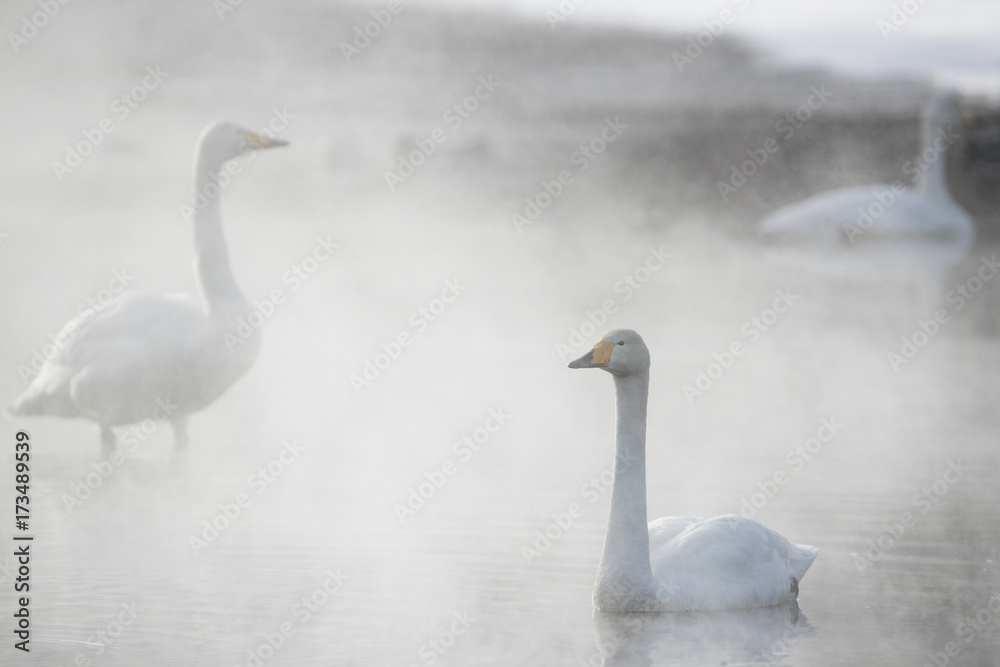 Fototapeta premium Singschwaene an einer Thermalquelle