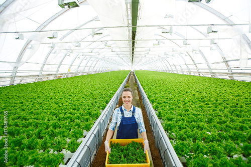 Young woman in uniform carrying box with freshly picked lettuce for market sale photo