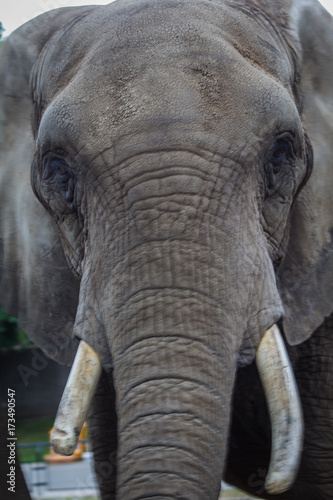 Elephant Portrait