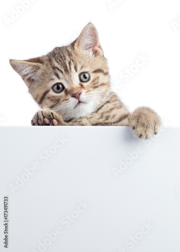 Pretty cat kitten peeking out of a blank sign, isolated on white background