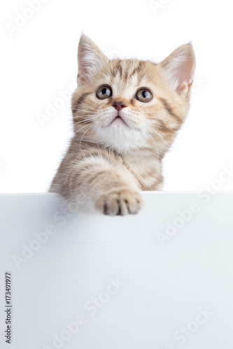 Cat kitten hanging over blank posterboard for message