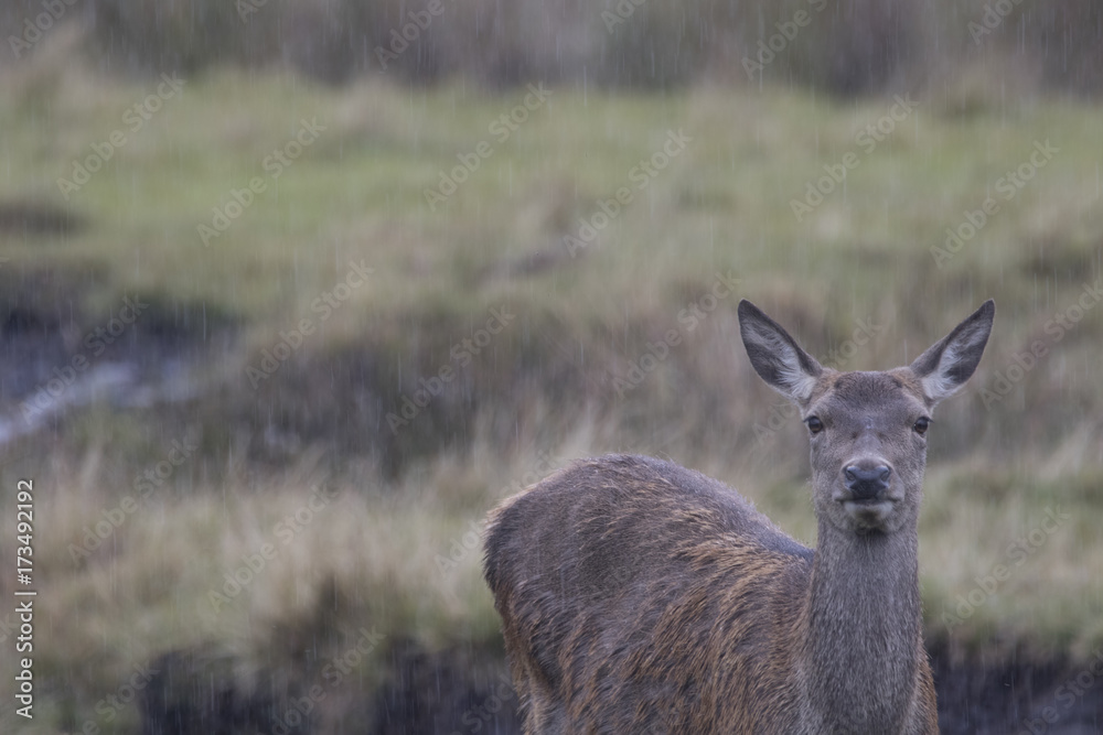 red deer stag buck rutting doe