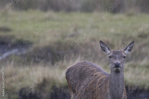 Fototapeta Naklejka Na Ścianę i Meble -  red deer stag buck rutting doe
