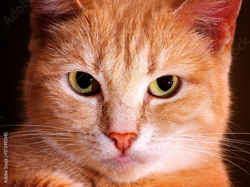serious ginger cat full face portrait, closeup, toned, lomo effect