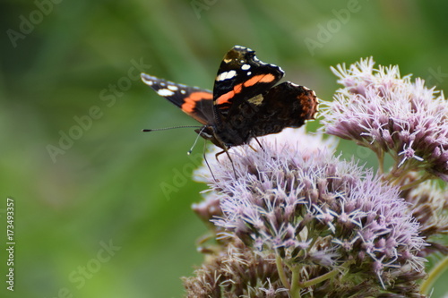 Butterfly on flower macro photo