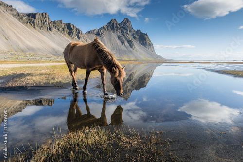 Magica Islanda / un cavallo si riflette nel favoloso paesaggio photo