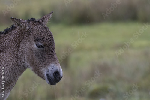 przewalski juvanile horse, Equus ferus przewalskii