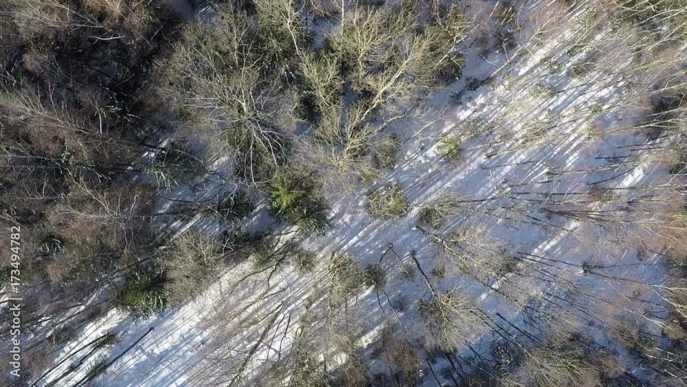 Aerial view of evergreen conifers and bare birches in winter mixed forest. Woodland landscape Aerial view of evergreen conifers and bare birches in winter mixed forest. Woodland landscape