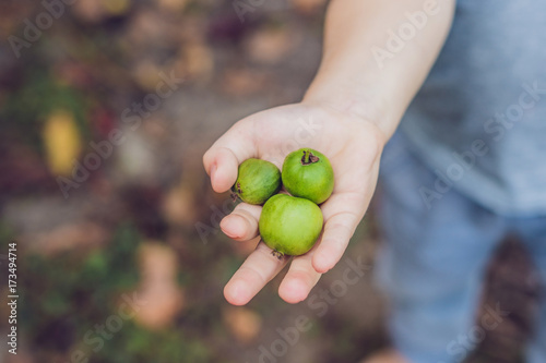 New Zealand exotic food. Berry nergi, or small kiwi. Child picking Green baby kiwi fruit actinidia arguta photo