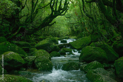 屋久島
