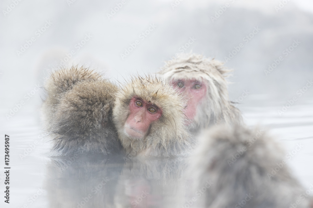 Fototapeta premium Schneeaffen in der Thermalquelle