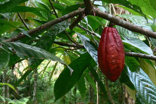 Red cocoa bean hanging from the cocoa tree
