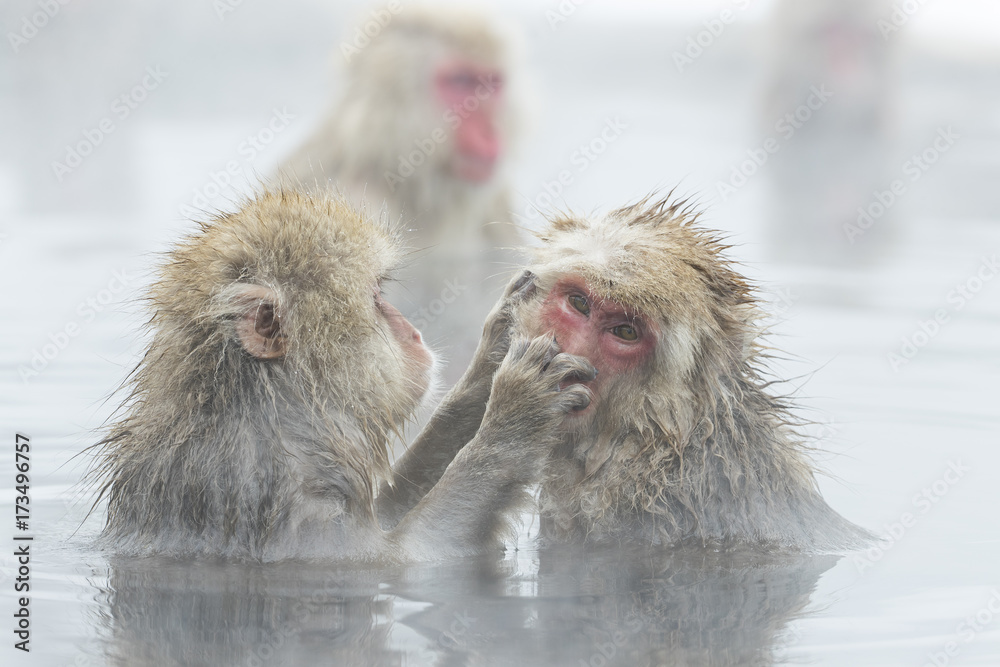Naklejka premium Schneeaffen lausen sich