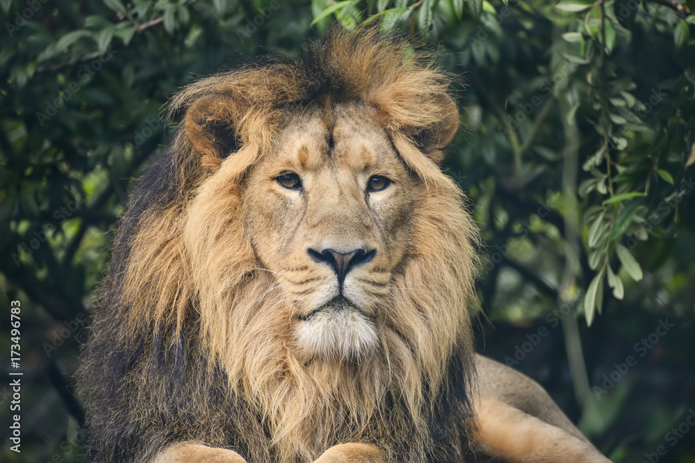 Beautiful portrait of Asiatic Lion Panthera Leo Persica Beautiful portrait of Asiatic Lion Panthera Leo Persica
